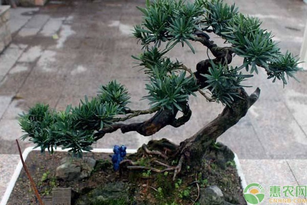 羅漢松怎么養(yǎng)？羅漢松的養(yǎng)殖方法介紹-圖片版權(quán)歸惠農(nóng)網(wǎng)所有