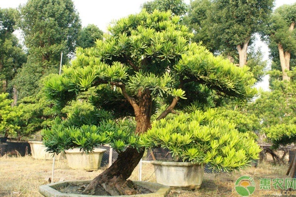 羅漢松怎么養(yǎng)？羅漢松的養(yǎng)殖方法介紹-圖片版權(quán)歸惠農(nóng)網(wǎng)所有