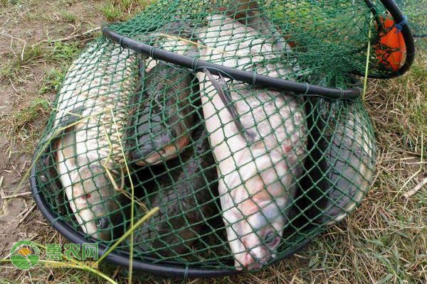 鯽魚吃什么食物？鯽魚的投喂技巧有哪些？-圖片版權(quán)歸惠農(nóng)網(wǎng)所有