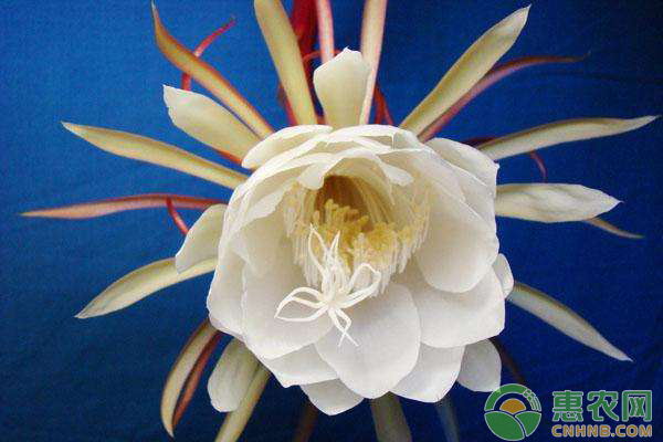 曇花的養(yǎng)殖方法和注意事項(xiàng)-圖片版權(quán)歸惠農(nóng)網(wǎng)所有