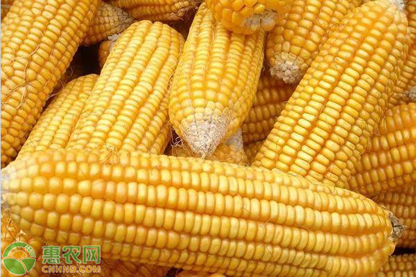 今日玉米价格多少钱一斤？2020年7月21日全国玉米价格最新行情及走势