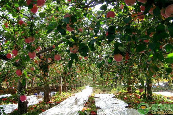 夏季果園怎么管理？-圖片版權(quán)歸惠農(nóng)網(wǎng)所有