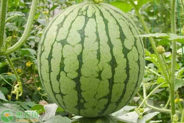 西瓜田要怎么除草？-圖片版權(quán)歸惠農(nóng)網(wǎng)所有