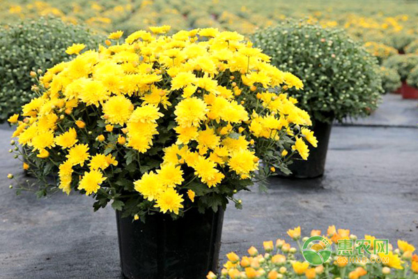 菊花是什么季節(jié)開(kāi)的？菊花葉子枯萎原因與解決措施-圖片版權(quán)歸惠農(nóng)網(wǎng)所有