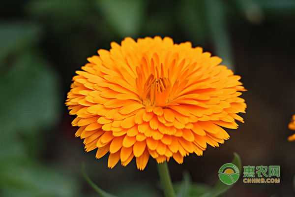 菊花是什么季節(jié)開(kāi)的？菊花葉子枯萎原因與解決措施-圖片版權(quán)歸惠農(nóng)網(wǎng)所有