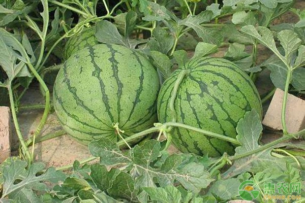 西瓜田要怎么除草？-圖片版權(quán)歸惠農(nóng)網(wǎng)所有