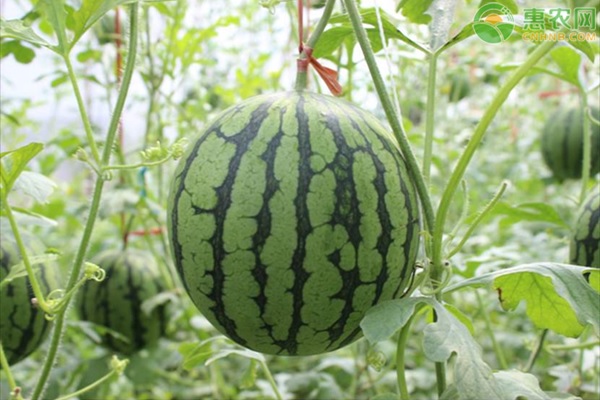 西瓜田要怎么除草？-圖片版權(quán)歸惠農(nóng)網(wǎng)所有