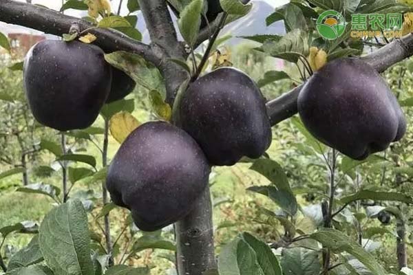 夏季果園怎么管理？-圖片版權(quán)歸惠農(nóng)網(wǎng)所有