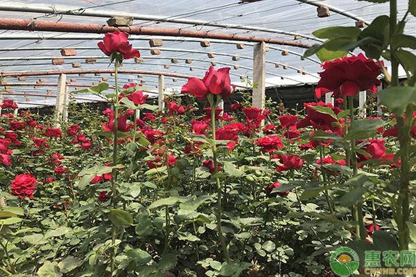 玫瑰花什么時(shí)候開(kāi)花？延長(zhǎng)花期的方法有哪些？-圖片版權(quán)歸惠農(nóng)網(wǎng)所有