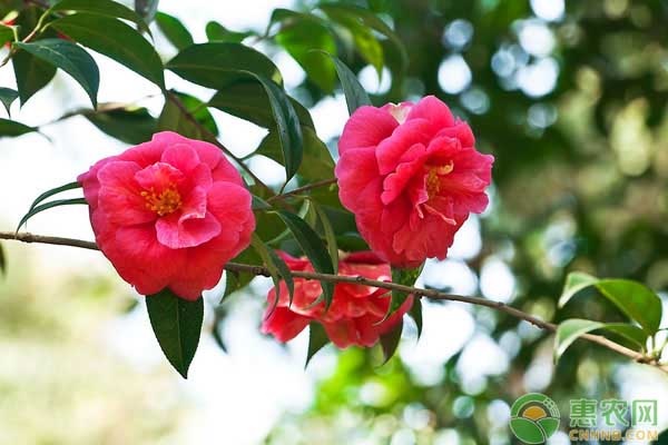 四季茶花的養(yǎng)殖方法及注意事項-圖片版權(quán)歸惠農(nóng)網(wǎng)所有