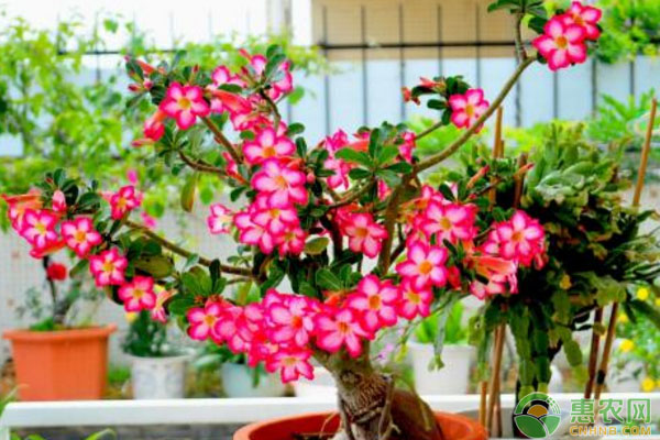 玫瑰花什么時(shí)候開(kāi)花？延長(zhǎng)花期的方法有哪些？-圖片版權(quán)歸惠農(nóng)網(wǎng)所有