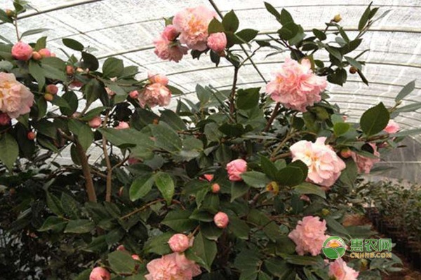 四季茶花的養(yǎng)殖方法及注意事項-圖片版權(quán)歸惠農(nóng)網(wǎng)所有