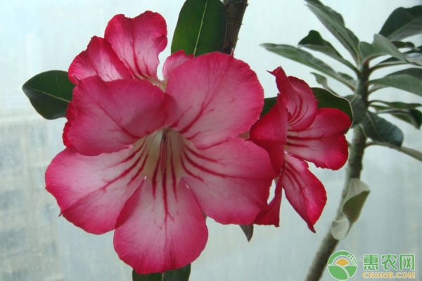 玫瑰花什么時(shí)候開(kāi)花？延長(zhǎng)花期的方法有哪些？-圖片版權(quán)歸惠農(nóng)網(wǎng)所有