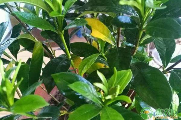 梔子花黃葉是什么原因？如何解決？-圖片版權(quán)歸惠農(nóng)網(wǎng)所有