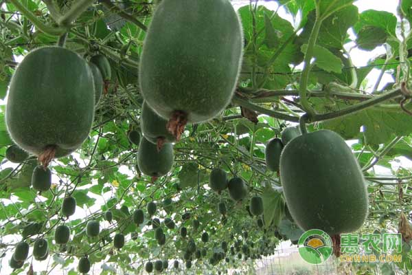 夏季蔬菜病蟲害怎么防治？-圖片版權(quán)歸惠農(nóng)網(wǎng)所有