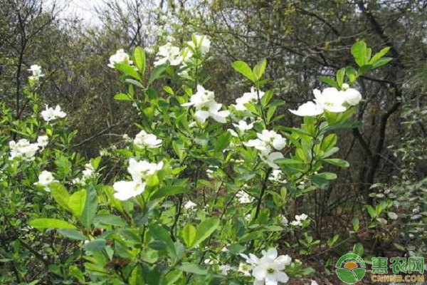 梔子花黃葉是什么原因？如何解決？-圖片版權(quán)歸惠農(nóng)網(wǎng)所有