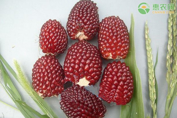 草莓玉米的種植方法-圖片版權(quán)歸惠農(nóng)網(wǎng)所有