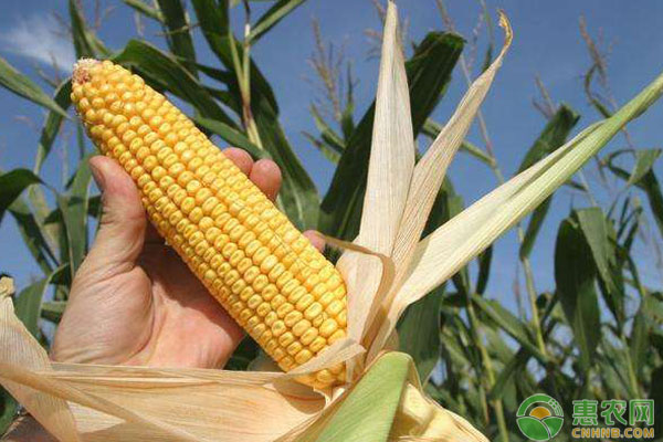 2020年八月份玉米价格会大涨吗？后期玉米价格预测