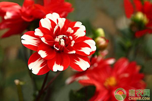 大麗花的塊莖種植方法-圖片版權(quán)歸惠農(nóng)網(wǎng)所有