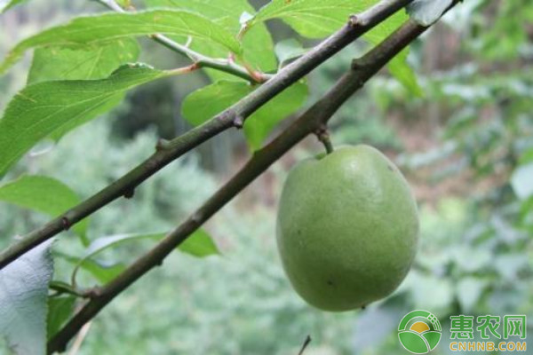 夏季李子树修剪管理要点-图片版权归惠农网所有