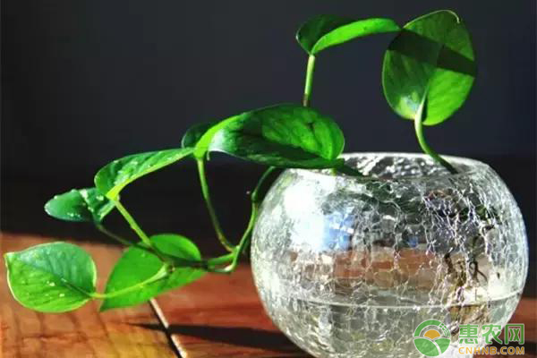 綠蘿怎么移植？都有哪些注意事項(xiàng)？-圖片版權(quán)歸惠農(nóng)網(wǎng)所有