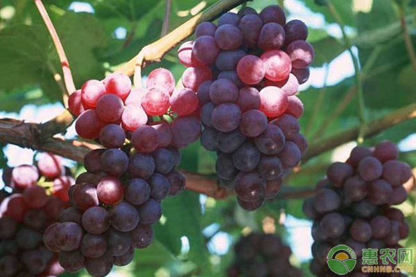 夏季葡萄的修剪技術(shù)-圖片版權(quán)歸惠農(nóng)網(wǎng)所有