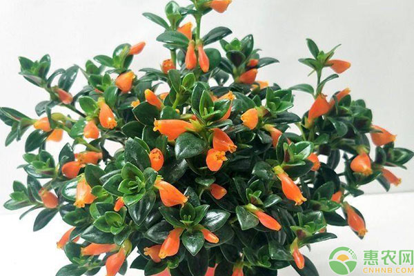 金魚花的養(yǎng)殖方法和注意事項(xiàng)-圖片版權(quán)歸惠農(nóng)網(wǎng)所有