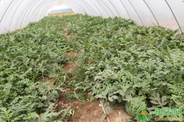 西瓜種植技術(shù)和管理-圖片版權(quán)歸惠農(nóng)網(wǎng)所有