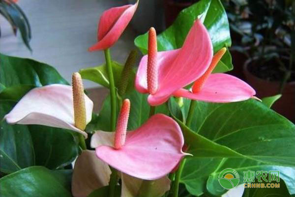 粉掌的養(yǎng)殖方法和注意事項(xiàng)-圖片版權(quán)歸惠農(nóng)網(wǎng)所有