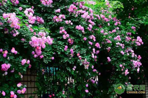 蔷薇花几年能爬满墙？日常如何正确养护？-图片版权归惠农网所有