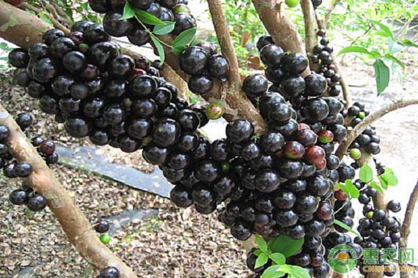 树葡萄多少钱一斤？有哪些选购方法？