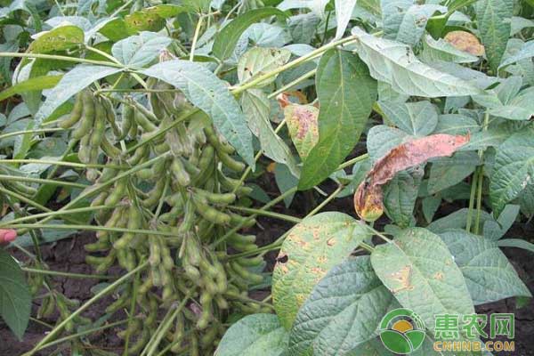 種植知識：大豆種植技術(shù)要點-圖片版權(quán)歸惠農(nóng)網(wǎng)所有