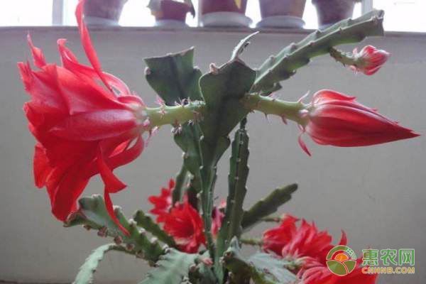 令箭荷花的養(yǎng)殖方法和注意事項-圖片版權(quán)歸惠農(nóng)網(wǎng)所有