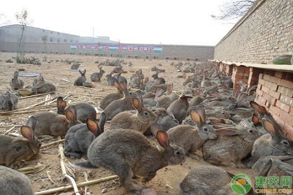 養(yǎng)殖兔子兔舍怎樣建？要滿足什么條件？-圖片版權(quán)歸惠農(nóng)網(wǎng)所有