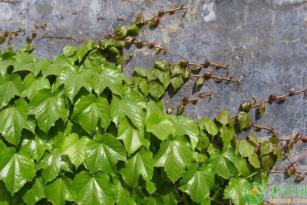 爬山虎怎么種植？爬山虎的種植方法-圖片版權(quán)歸惠農(nóng)網(wǎng)所有