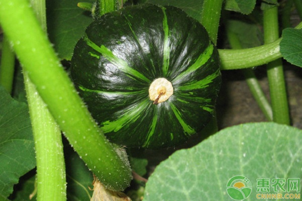 南瓜種植時(shí)間和技術(shù)-圖片版權(quán)歸惠農(nóng)網(wǎng)所有