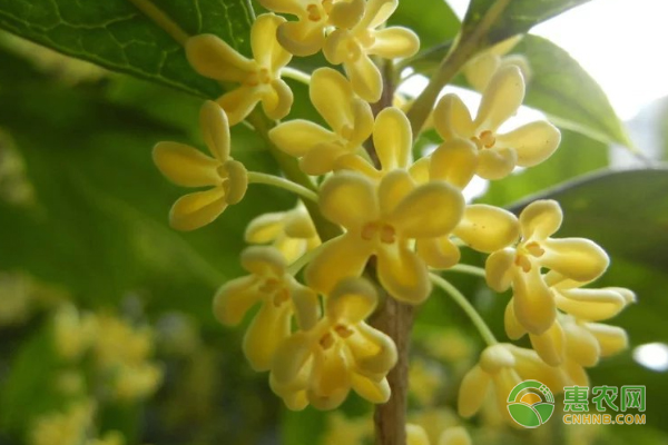 四季桂花的養(yǎng)殖方法和注意事項(xiàng)-圖片版權(quán)歸惠農(nóng)網(wǎng)所有