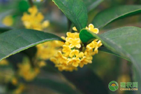 四季桂花的養(yǎng)殖方法和注意事項(xiàng)-圖片版權(quán)歸惠農(nóng)網(wǎng)所有