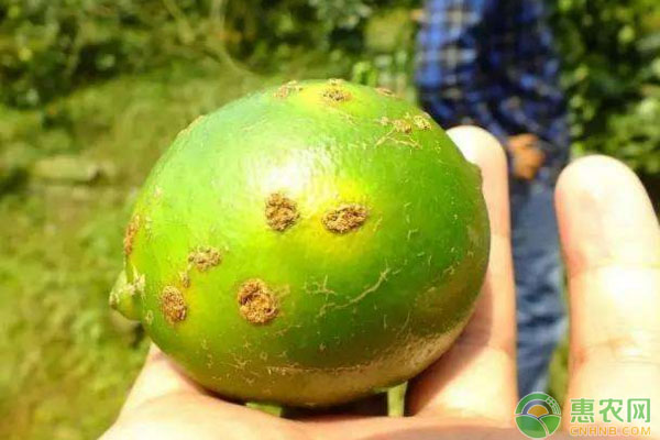柑橘潰瘍病什么藥最好？-圖片版權(quán)歸惠農(nóng)網(wǎng)所有