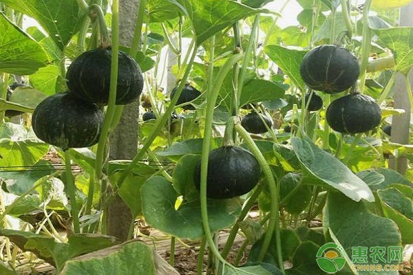 南瓜種植時(shí)間和技術(shù)-圖片版權(quán)歸惠農(nóng)網(wǎng)所有