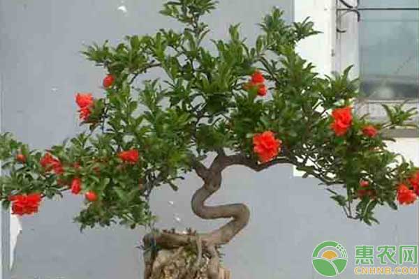 石榴花什么季節(jié)開花？花期如何養(yǎng)護？-圖片版權(quán)歸惠農(nóng)網(wǎng)所有
