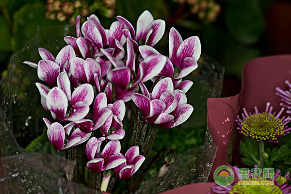 仙客來(lái)花葉倒下怎么辦？-圖片版權(quán)歸惠農(nóng)網(wǎng)所有