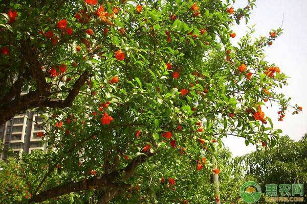 石榴花什么季節(jié)開花？花期如何養(yǎng)護？-圖片版權(quán)歸惠農(nóng)網(wǎng)所有