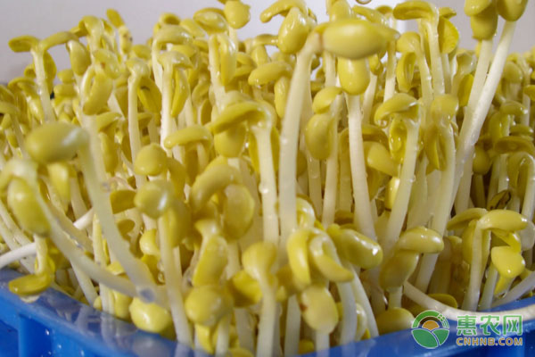豆芽怎么種植？有哪些管理方法？-圖片版權歸惠農(nóng)網(wǎng)所有