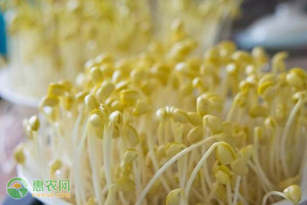 豆芽怎么種植？有哪些管理方法？-圖片版權歸惠農(nóng)網(wǎng)所有