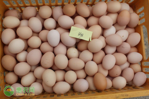 鸡蛋批发价月内涨近三成，后期走势如何？（附最新蛋价）