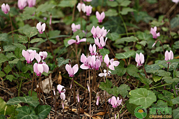 仙客來(lái)花葉倒下怎么辦？-圖片版權(quán)歸惠農(nóng)網(wǎng)所有