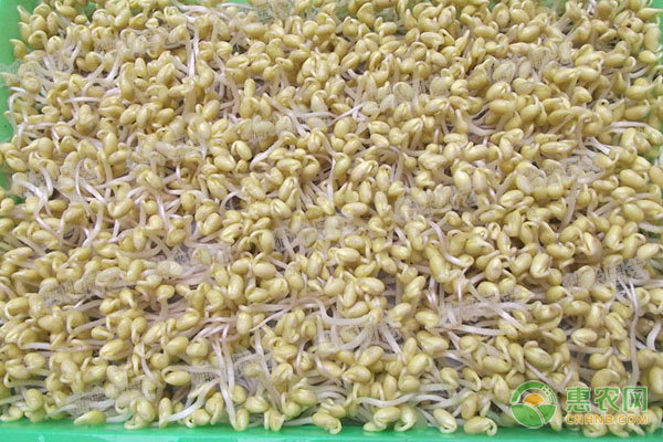 豆芽怎么種植？有哪些管理方法？-圖片版權歸惠農(nóng)網(wǎng)所有