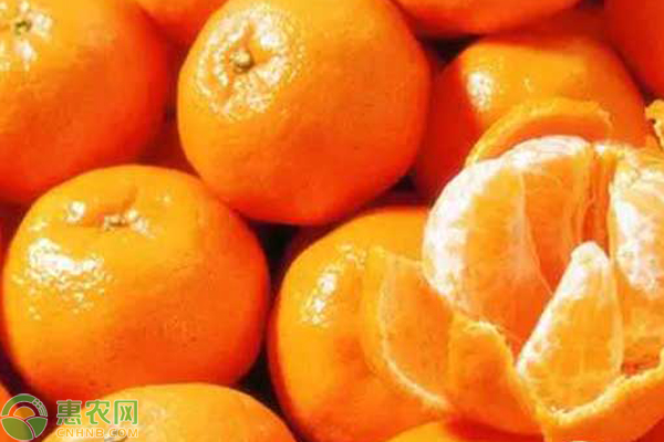 2020年8月份砂糖橘价格走势预测