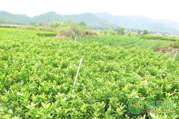 砂糖橘夏天怎么剪梢？-圖片版權(quán)歸惠農(nóng)網(wǎng)所有